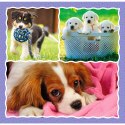Puzzle - 3w1 (20, 36, 50) - Urocze pieski - Trefl 34854