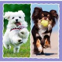 Puzzle - 3w1 (20, 36, 50) - Urocze pieski - Trefl 34854