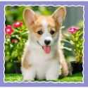 Puzzle - 3w1 (20, 36, 50) - Urocze pieski - Trefl 34854